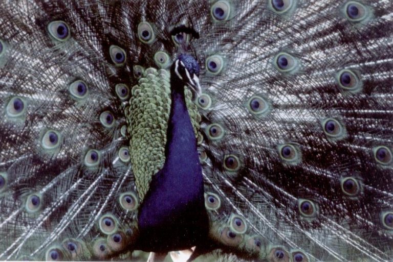 India Blue Peafowl