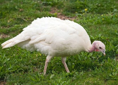 White Broad Breasted Turkeys