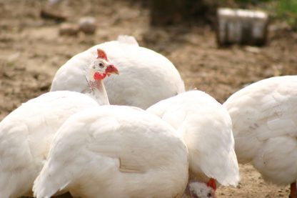 White Guinea