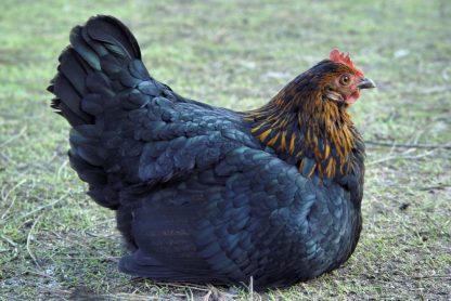 Black Sex Link Chicken