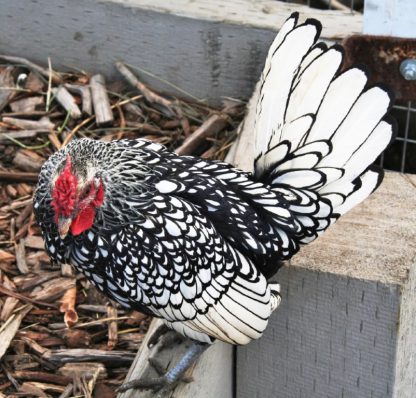 Baby Silver Sebright Bantam Chickens For Sale