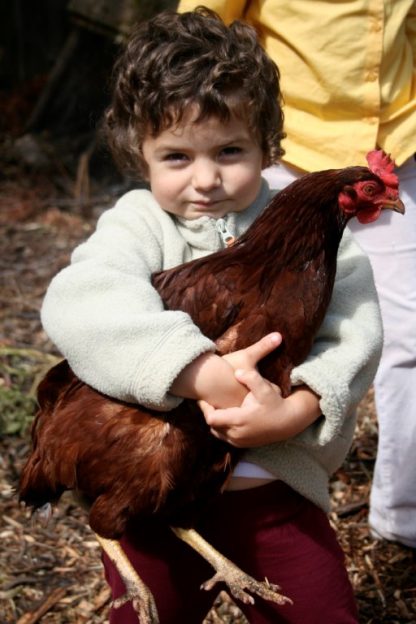 Rhode Island Red chicken and boy