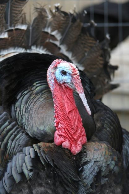 Broad Breasted Bronze Turkey-3787