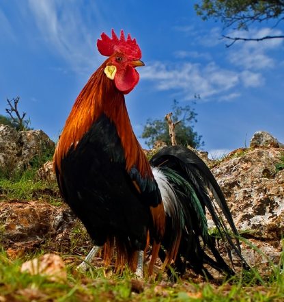 Black Breasted Red Phoenix Bantam