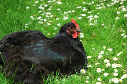 Black Australorp chickens