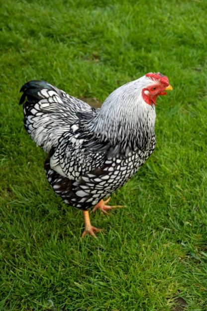 Black Laced Silver Wyandotte Chicken