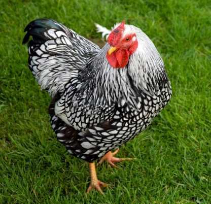 Black Laced Silver Wyandotte Chicken