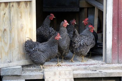 Barred Standard Plymouth Rock Chicken