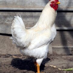 Rhode Island White Chicken