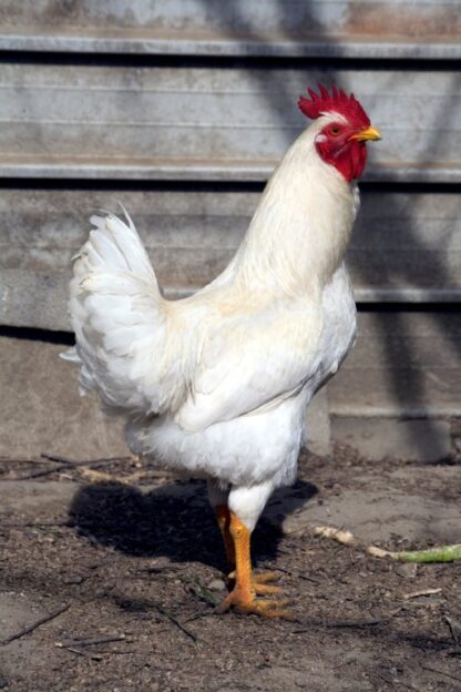 Rhode Island White Chicken