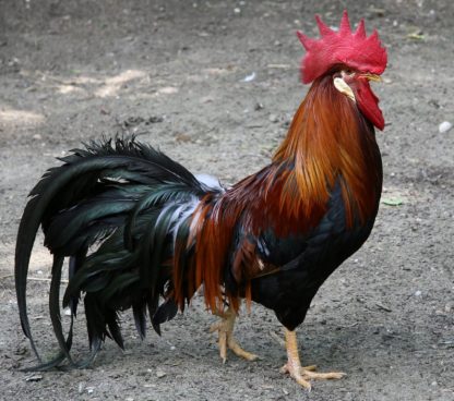 Brown Leghorn Chicken Rooster