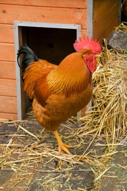 New Hampshire Rooster