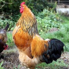 Buff Standard Chicken For Sale | Cackle Hatchery®
