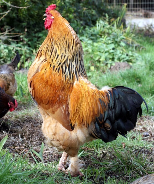 My Blue Partridge Brahma 4 months old pullets 