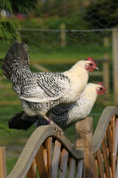 Egyptian Fayoumis Chickens