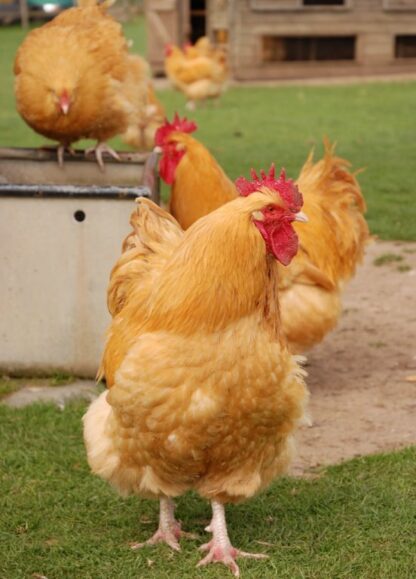 Buff Orpington chickens