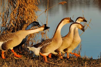 African Geese -3990