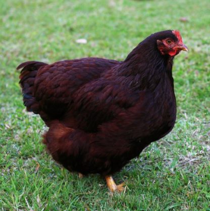 Rhode Island Red chicken