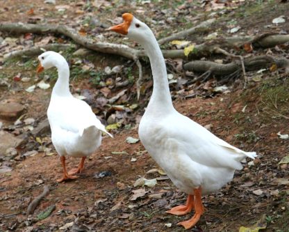 White Chinese Goose