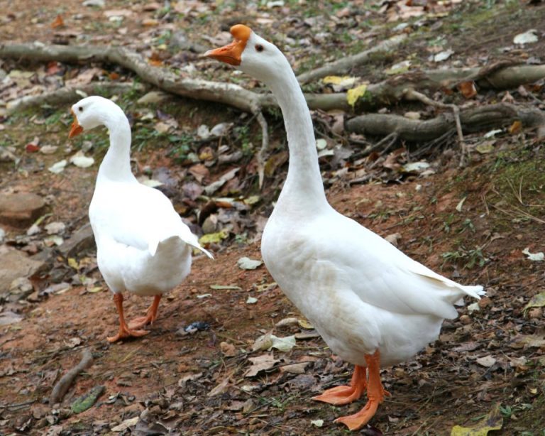 White Chinese Goose