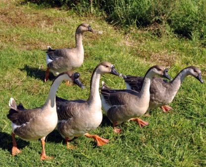 African Geese -3995