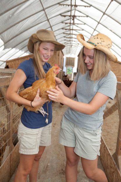 Buff Orpington chicken