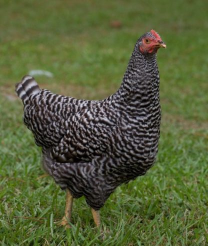 Barred Standard Plymouth Rock Chicken