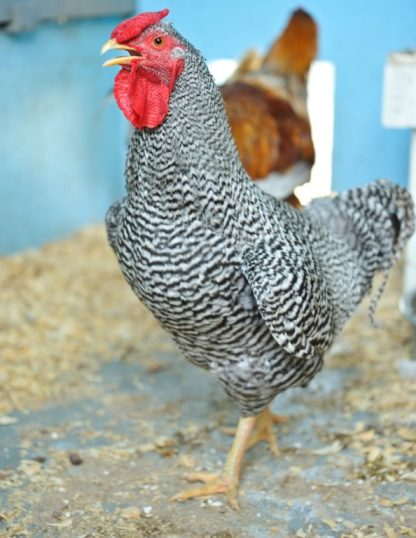 Dominique Bantam Chicken