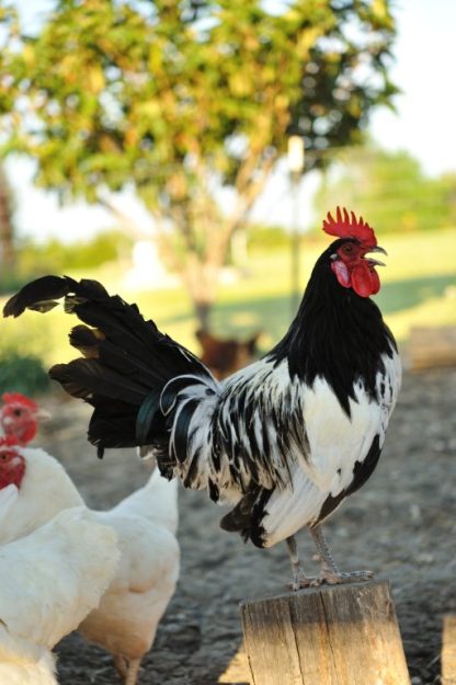 Lakenvelder Chickens for Sale