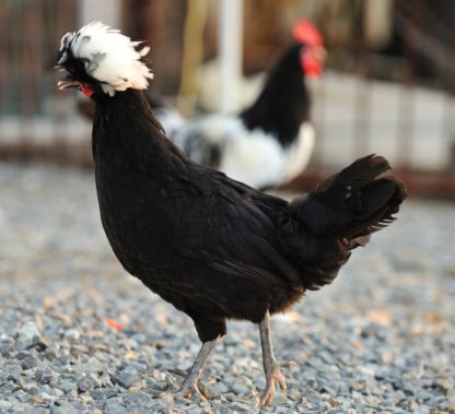 White Crested Black Polish Chickens for Sale