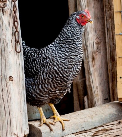 Barred Standard Plymouth Rock Chicken