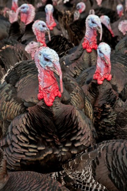 Broad Breasted Bronze Turkey-3788