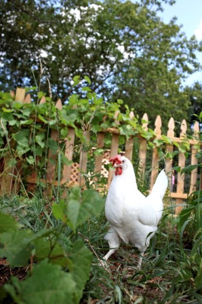 White Leghorn Chicken