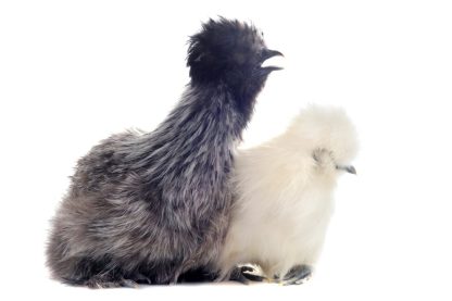 Silkie Bantam Special