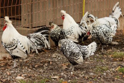 Silver Spangled Appenzeller Spitzhauben Chickens for Sale