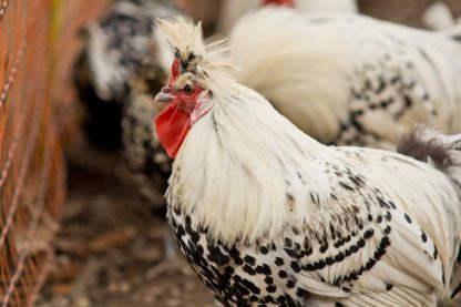 Silver Spangled Appenzeller Spitzhauben Chickens