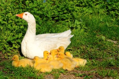 White Embden Geese