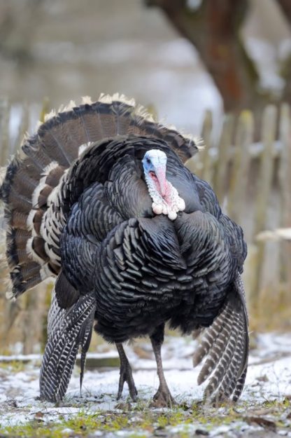 Broad Breasted Bronze Turkey-3790