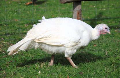 White Broad Breasted Turkeys