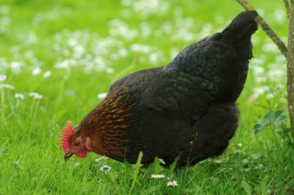 Black Sex Link Chicken