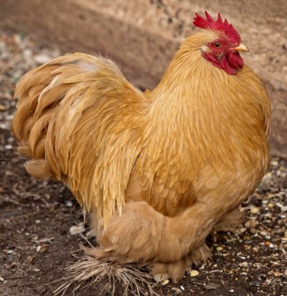 Buff Cochin Bantam