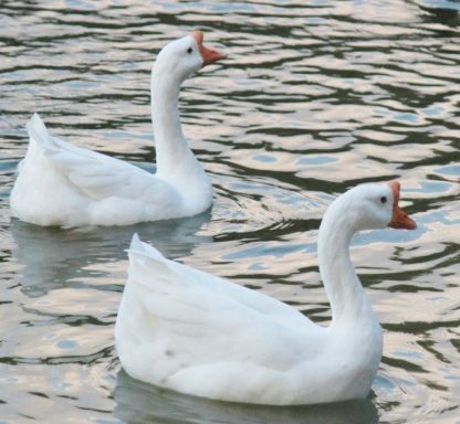 White Chinese Goose