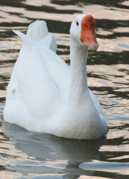 White Chinese Goose