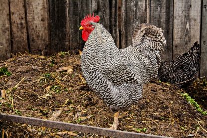 Barred Standard Plymouth Rock Chicken