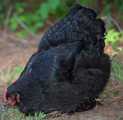 Black Cochin Bantam