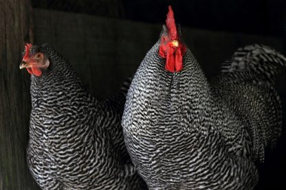 Barred Rock Bantams