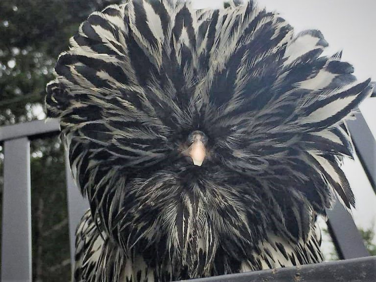 Silver Laced Polish Chicken