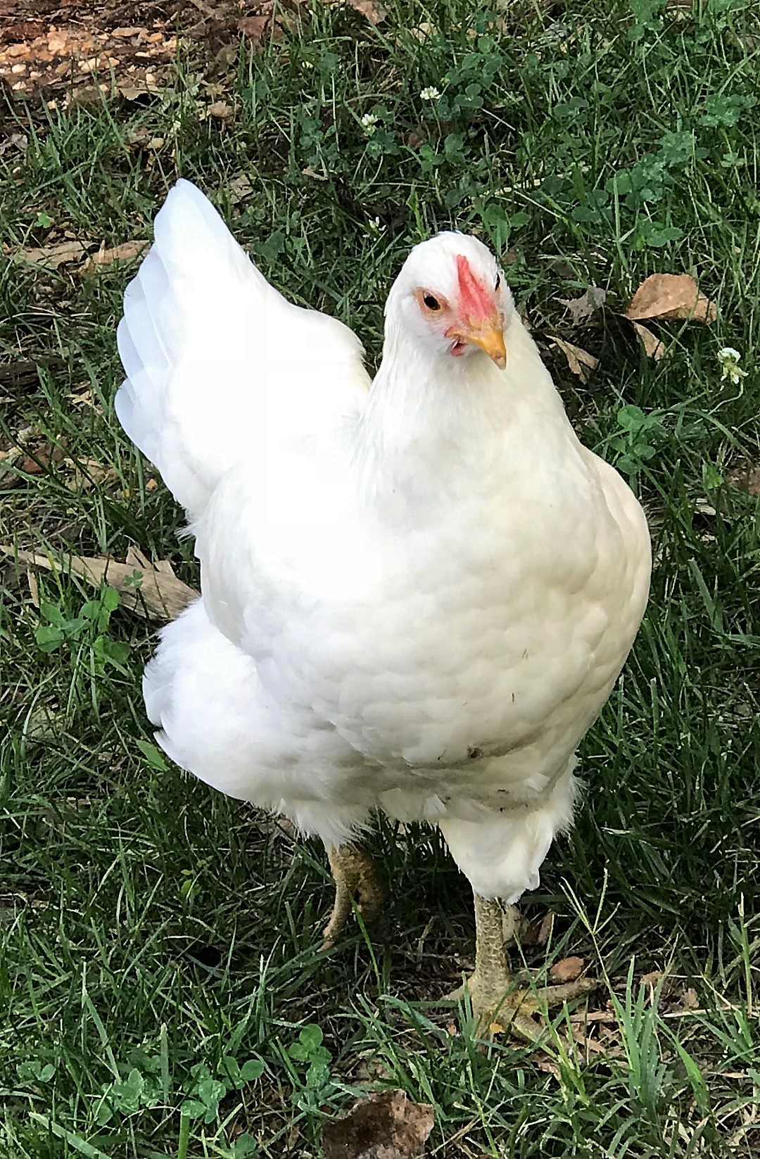 jersey giant next to normal chicken