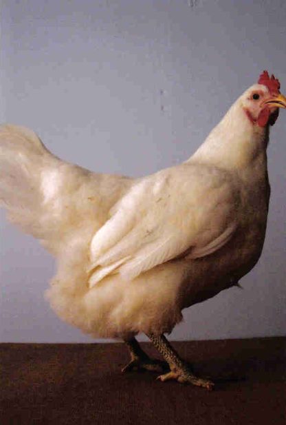 White Jersey Giant Chicken Hen