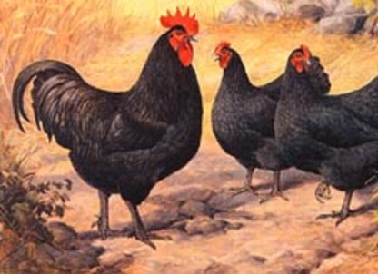 Flock of Black Jersey Giant Chickens